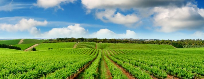 Australia Hunter Valley Vineyards